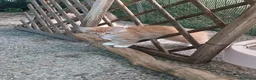 Norvegese gatti in vendita: Cucciolata di Norvegese delle Foreste - Annuncio 1