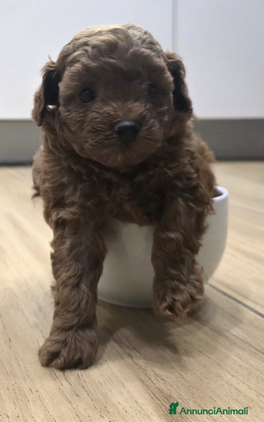 Barboncino Toy cani in vendita: Cucciolo barboncino red toy minitoy  - Annuncio 3