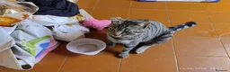 Europeo gatti in regalo: Gatto tigrato - Annuncio 4