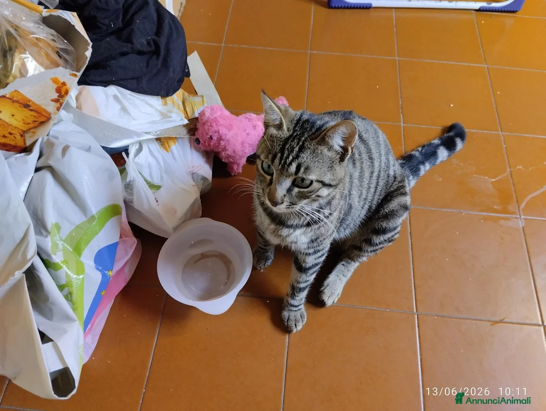 Europeo gatti in regalo: Gatto tigrato - Annuncio 4
