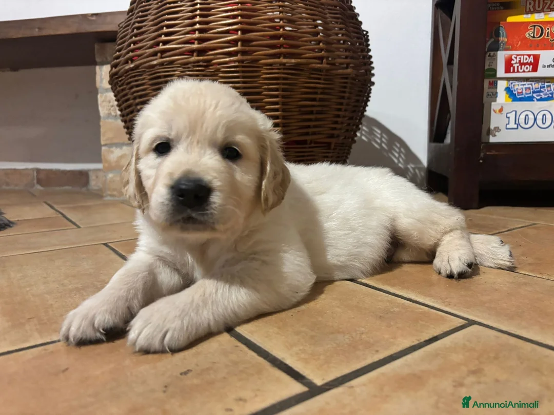 Golden Retriever cani in vendita: CUCCIOLI GOLDEN RETRIVER  - Annuncio 2