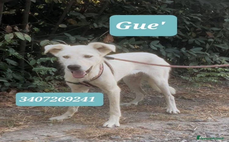 Meticcio cani a Provincia di Ravenna - Annuncio 10