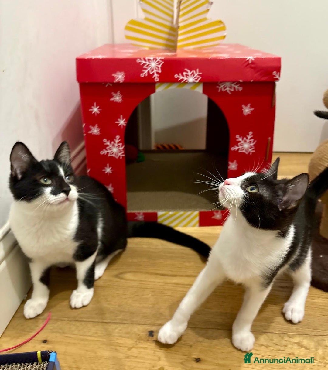 Europeo gatti in regalo: Mya e Mimì, nessuno le vuole - Annuncio 9