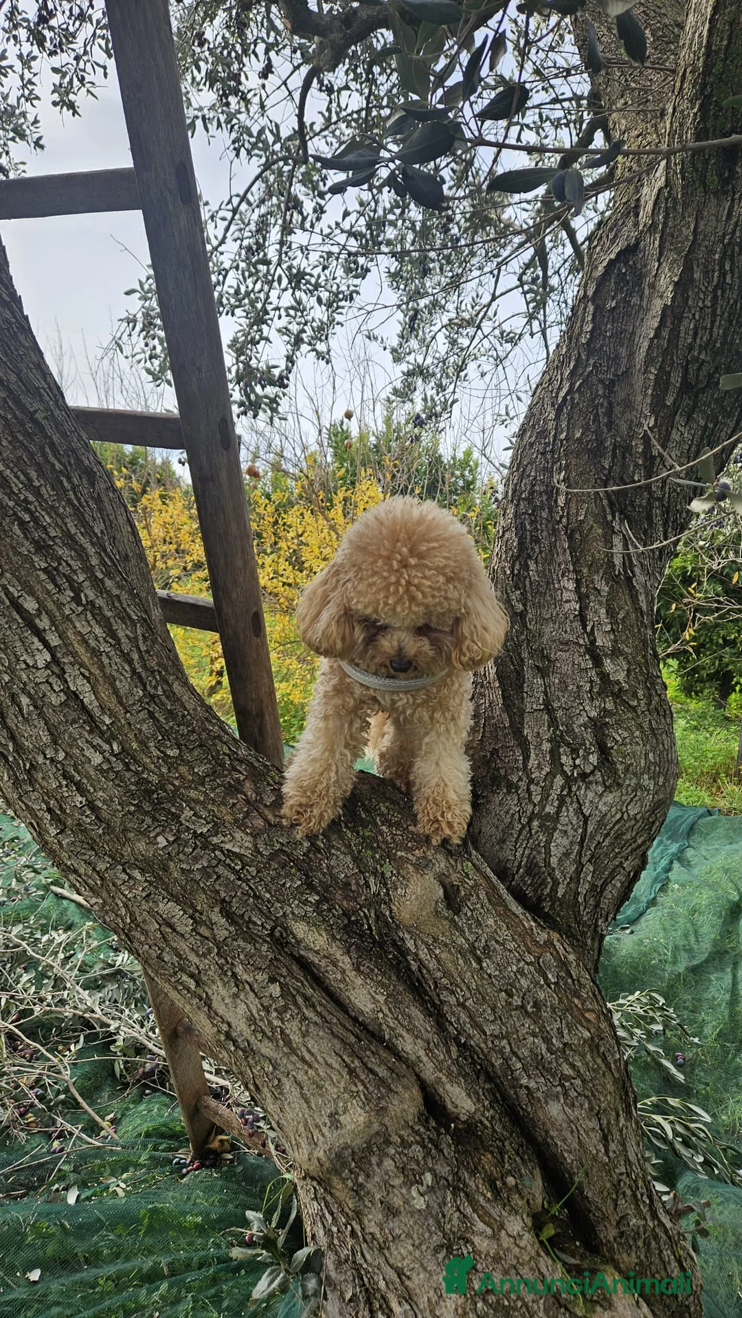 Barboncino Toy cani per accoppiamento: barboncino toy maschio cerca compagna a Provincia di Taranto - Annuncio 2