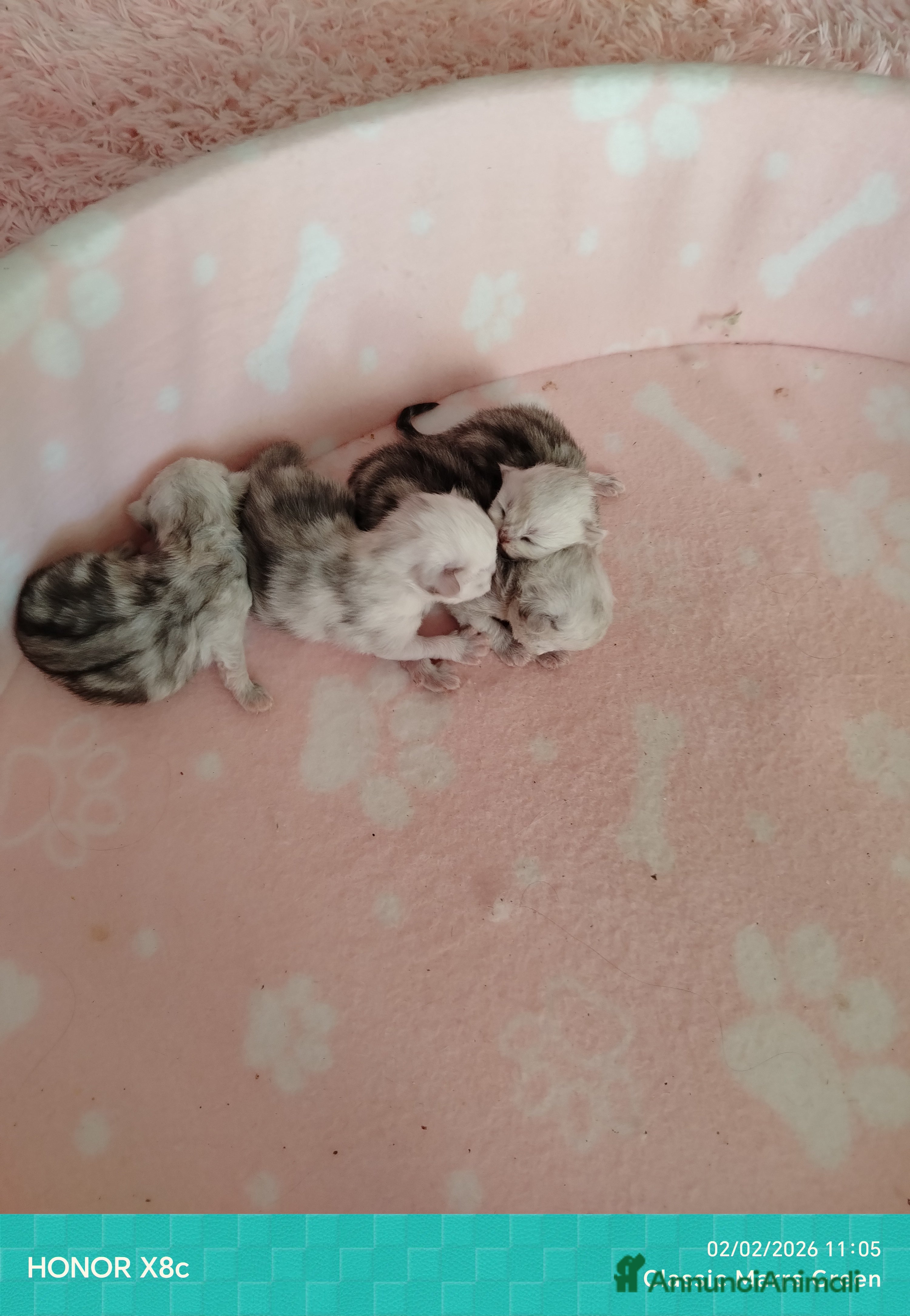 Persiano gatti Gattini persiani chinchilla occhi verdi smeraldo  - Annuncio 3