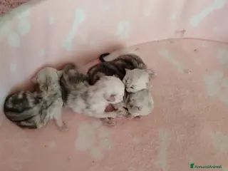 Persiano gatti Gattini persiani chinchilla occhi verdi smeraldo - Annuncio 3