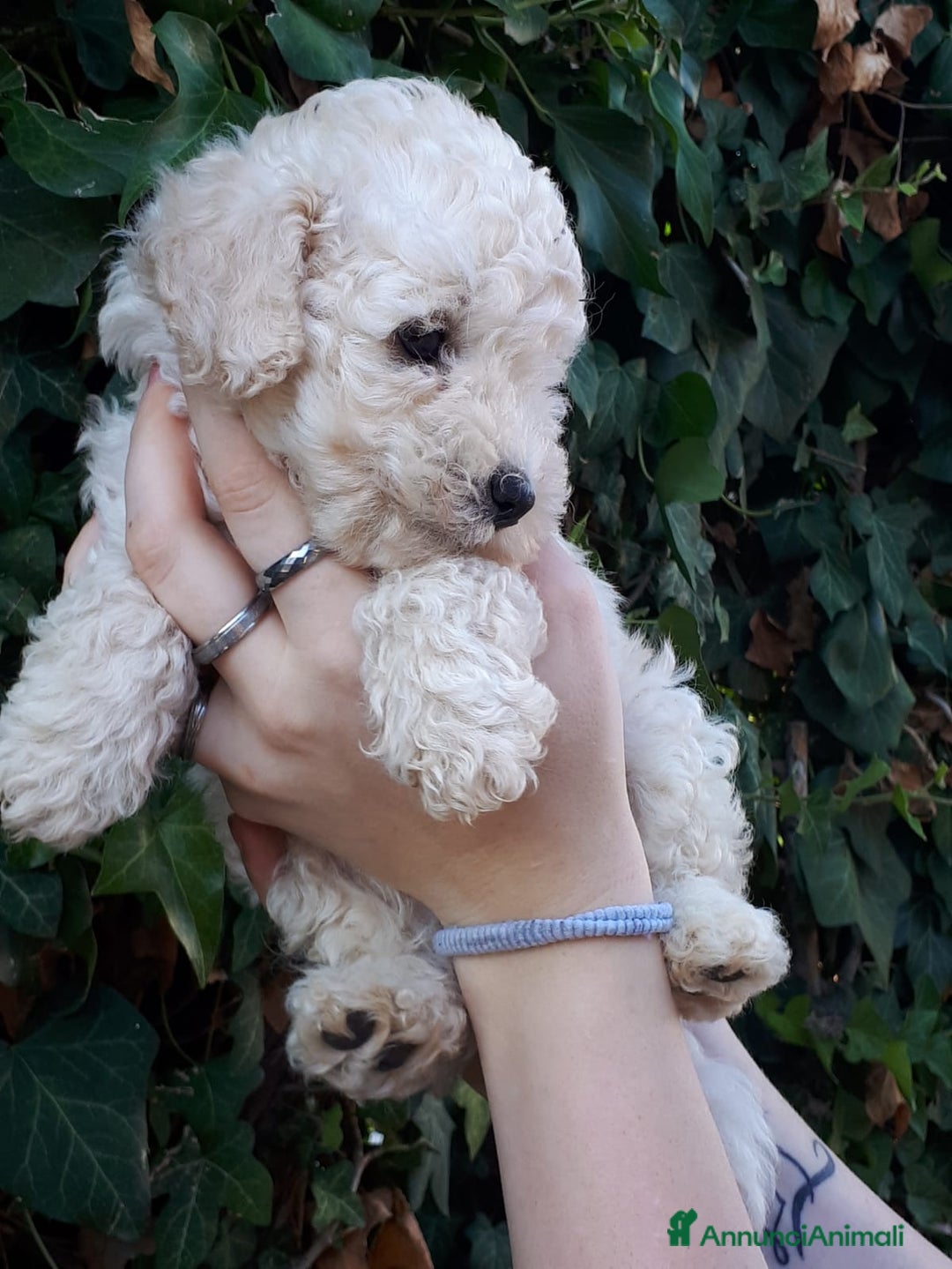 Meticcio cani in vendita: Bellissimi cuccioli Maltipoo color crema - Annuncio 4