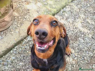 Meticcio cani PIPPO, buffo nanetto invisibile. - Annuncio 37