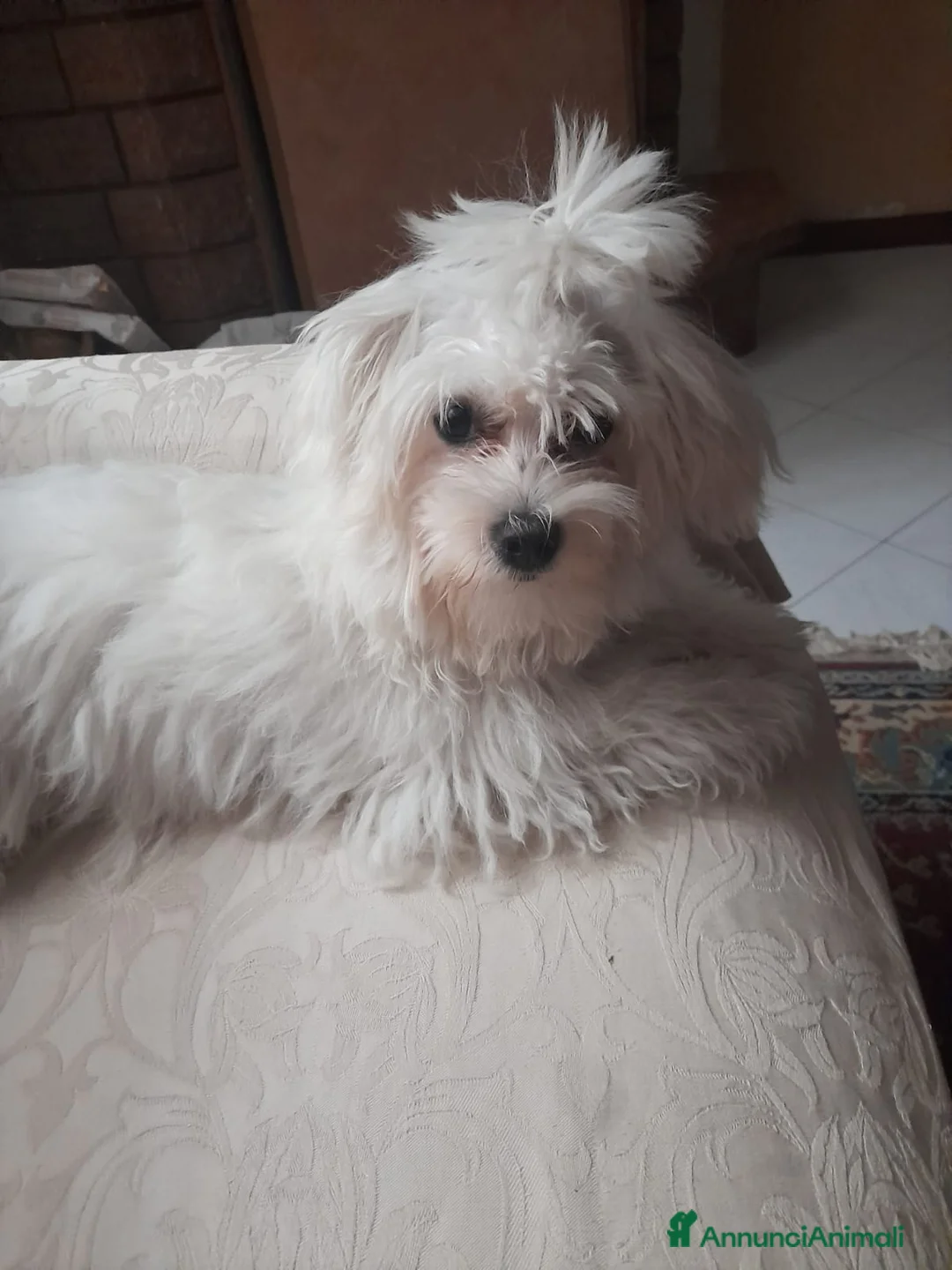 Maltese cani in vendita: MALTESINI TOY - Annuncio 9
