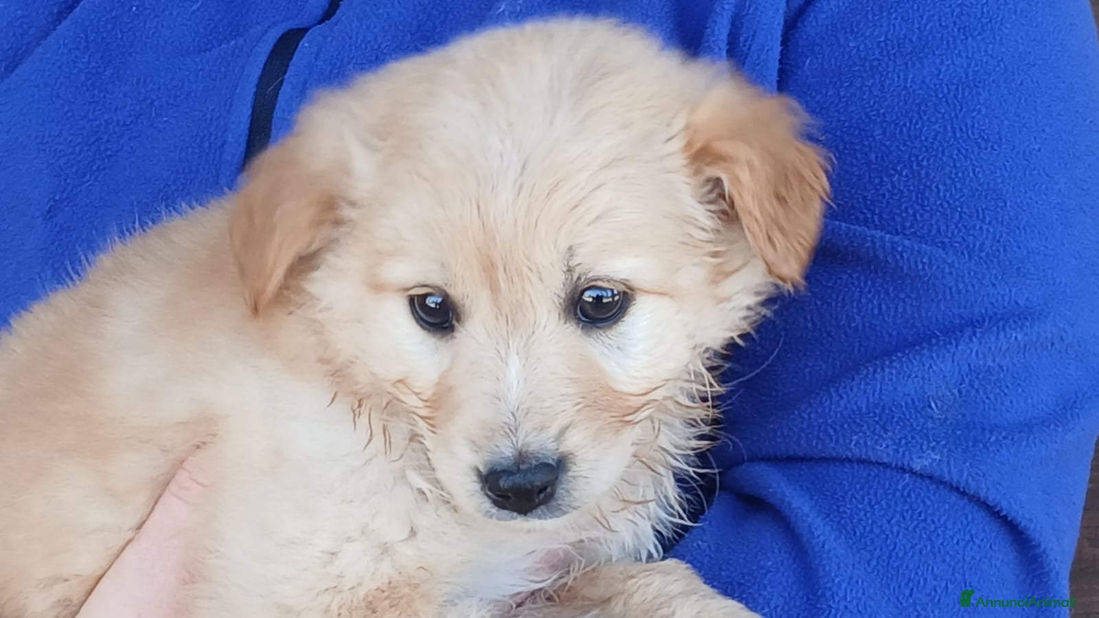 Meticcio cani LA DOLCE ALBA HA BISOGNO DI UNA CASA, IN ADOZIONE - Annuncio 42