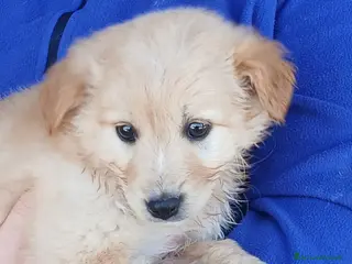 Meticcio cani LA DOLCE ALBA HA BISOGNO DI UNA CASA, IN ADOZIONE - Annuncio 42