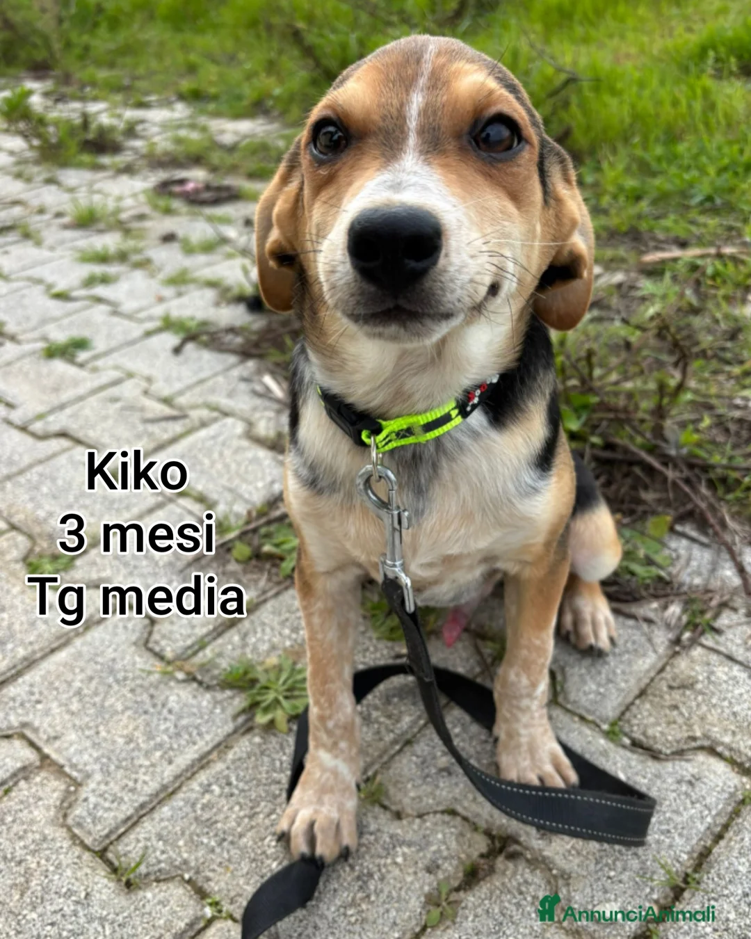 Meticcio cani in regalo: CUCCIOLI BISOGNOSI: URGENTE!!! - Annuncio 6