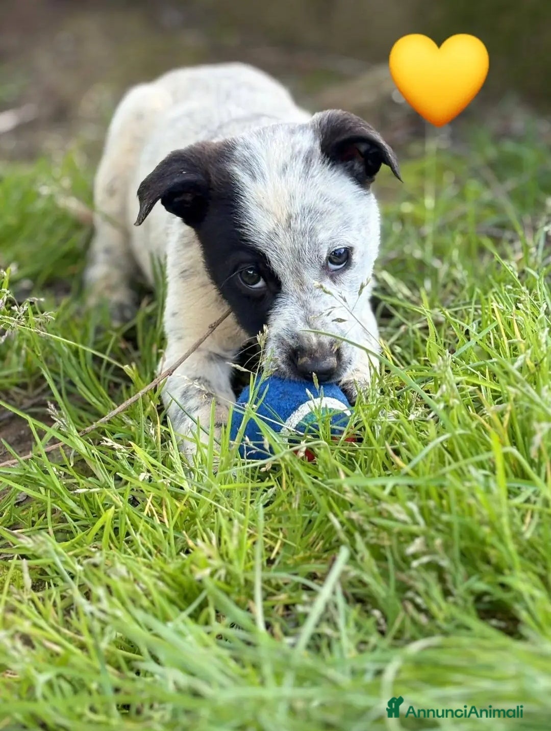 Meticcio cani CUCCIOLI CERCANO CASA  - Annuncio 16