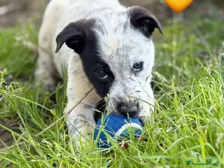 Meticcio cani CUCCIOLI CERCANO CASA - Annuncio 16