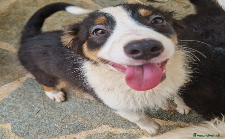 Australian Shepherd cani a Provincia di Cuneo - Annuncio 2