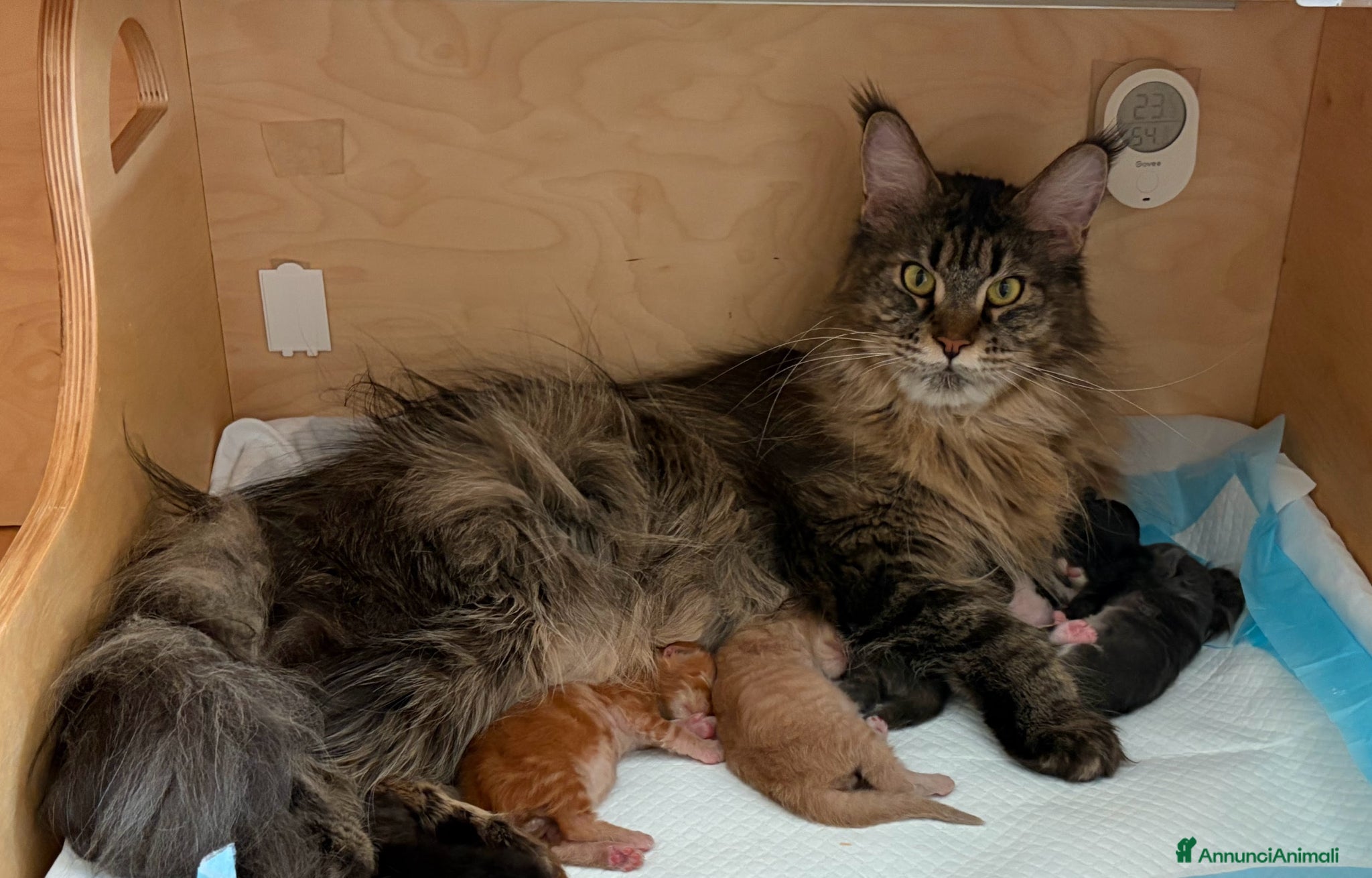 Maine Coon gatti 🏆 Top Cuccioli MCO ❤️ - Annuncio 2