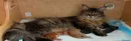Maine Coon gatti in vendita: 🏆 Top Cuccioli MC ❤️ - Annuncio 7
