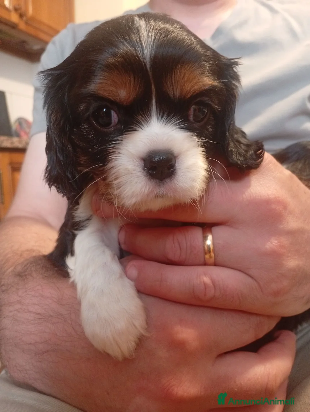 Cavalier King cani in vendita: Cuccioli Cavalier King PEDIGREE CERTIFICAZIONI  - Annuncio 2