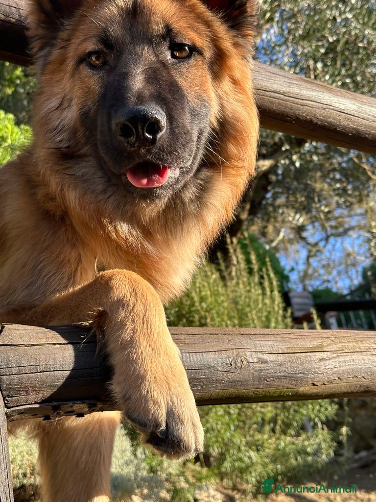 Meticcio cani Cerco femmina per accopiamento - Annuncio 2