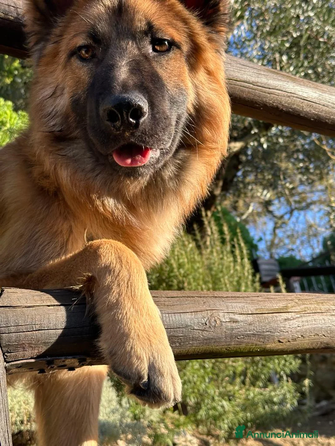 Meticcio cani per accoppiamento: Cerco femmina per accopiamento - Annuncio 2