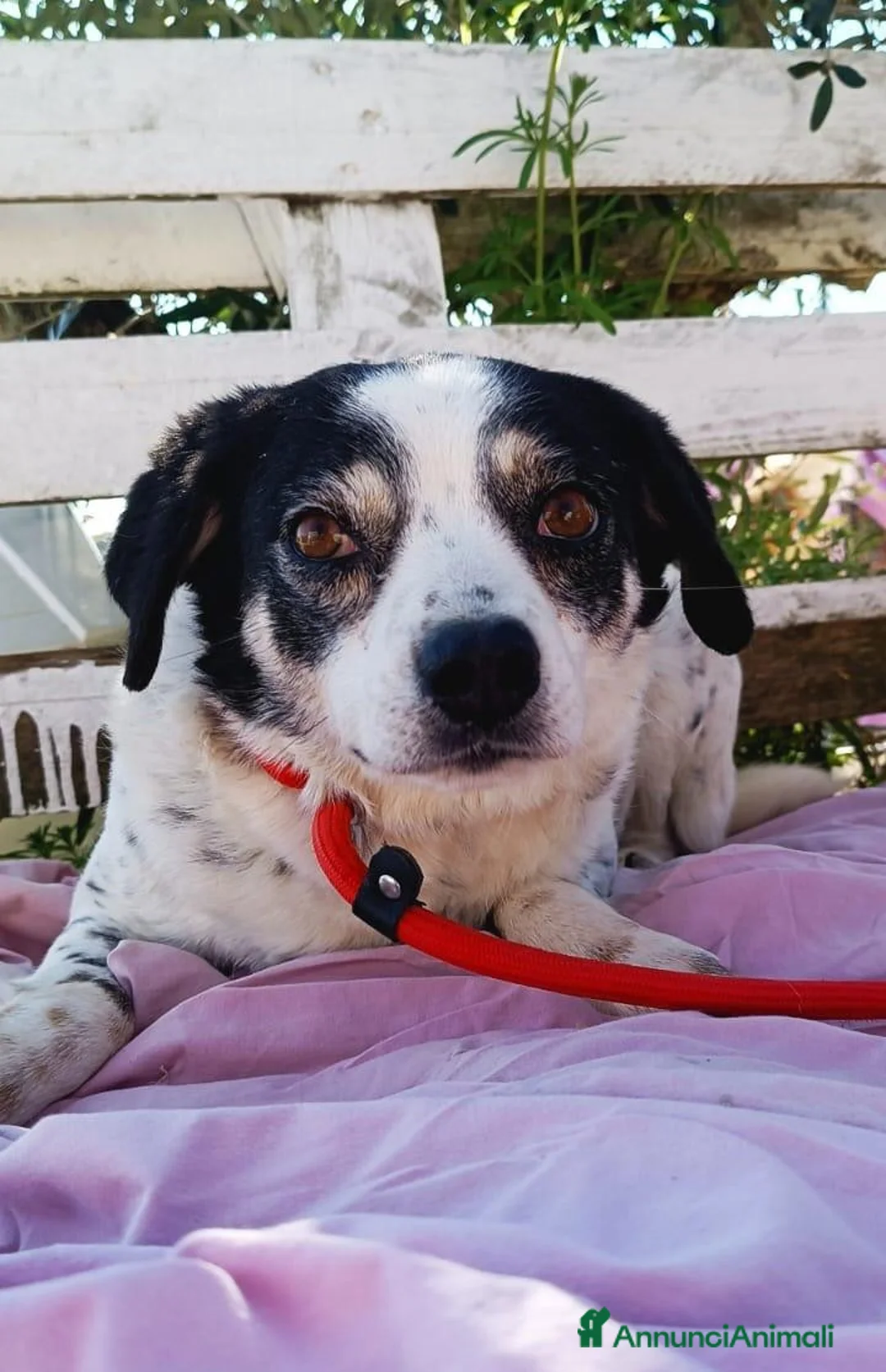 Meticcio cani in regalo: Cagnolina taglia piccola - Annuncio 2