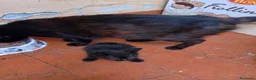 Europeo gatti in regalo: Nerino e Nerina cercano casa - Annuncio 2
