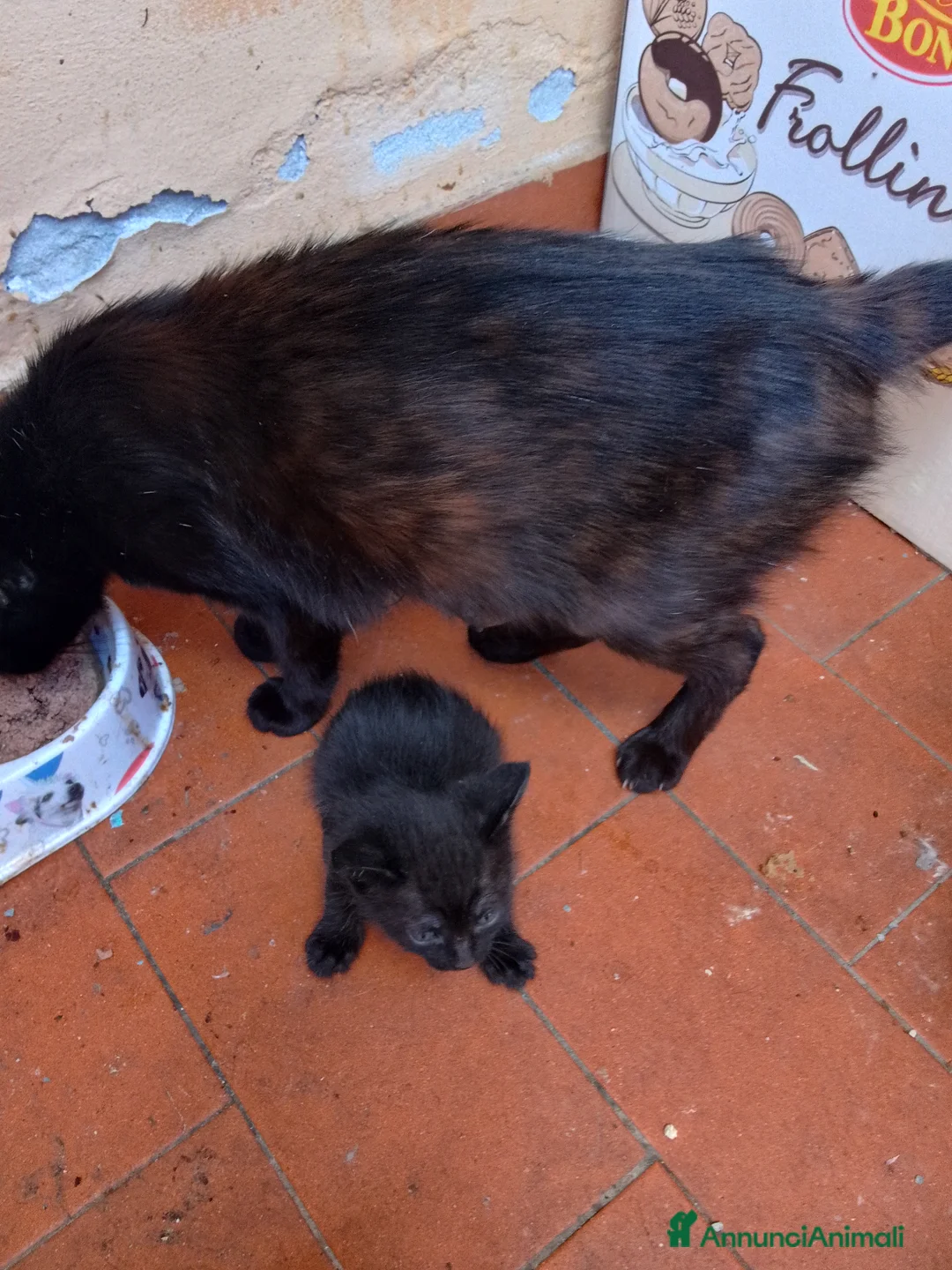 Europeo gatti in regalo: Nerino e Nerina cercano casa - Annuncio 2