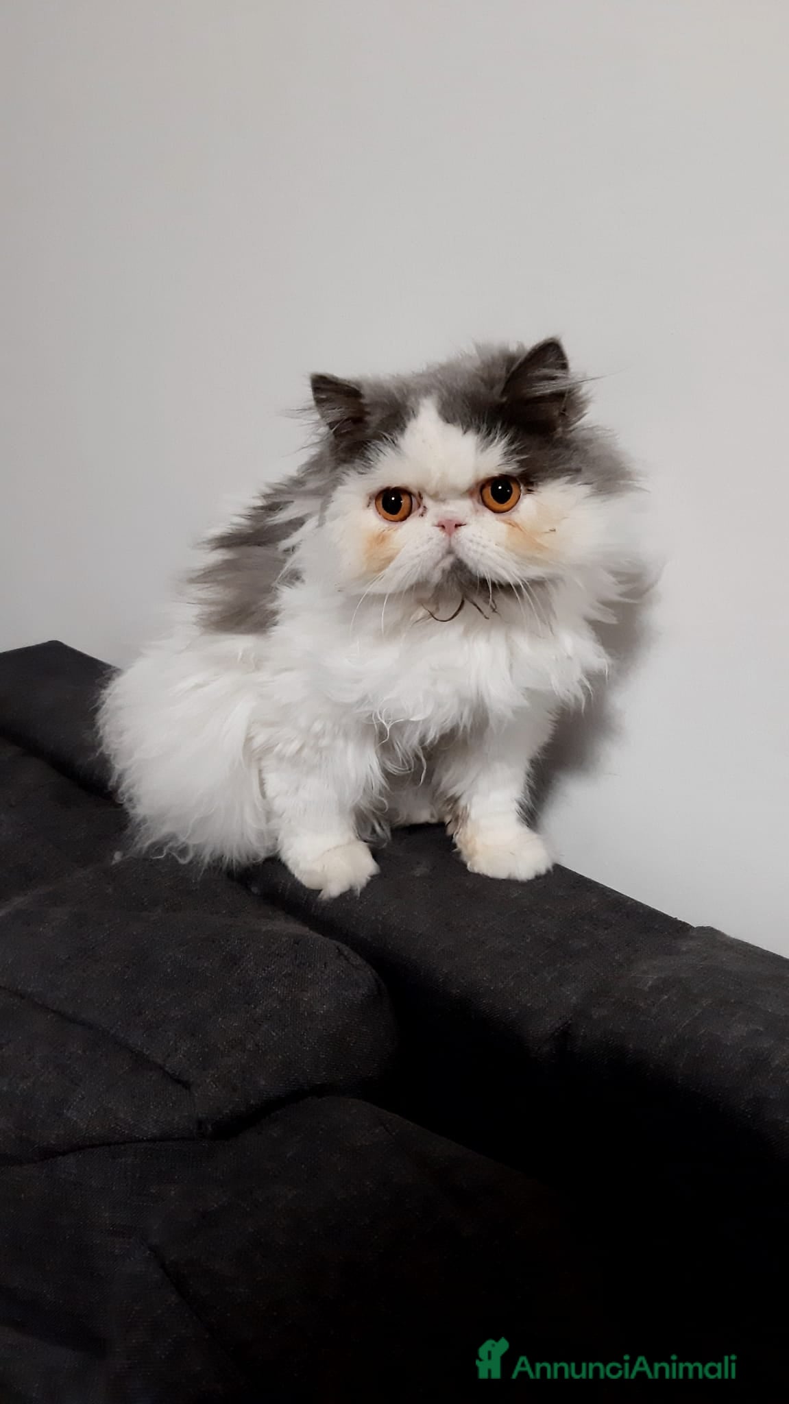 Persiano gatti cerco maschio di gatto persiano per accoppiamento - Annuncio 1