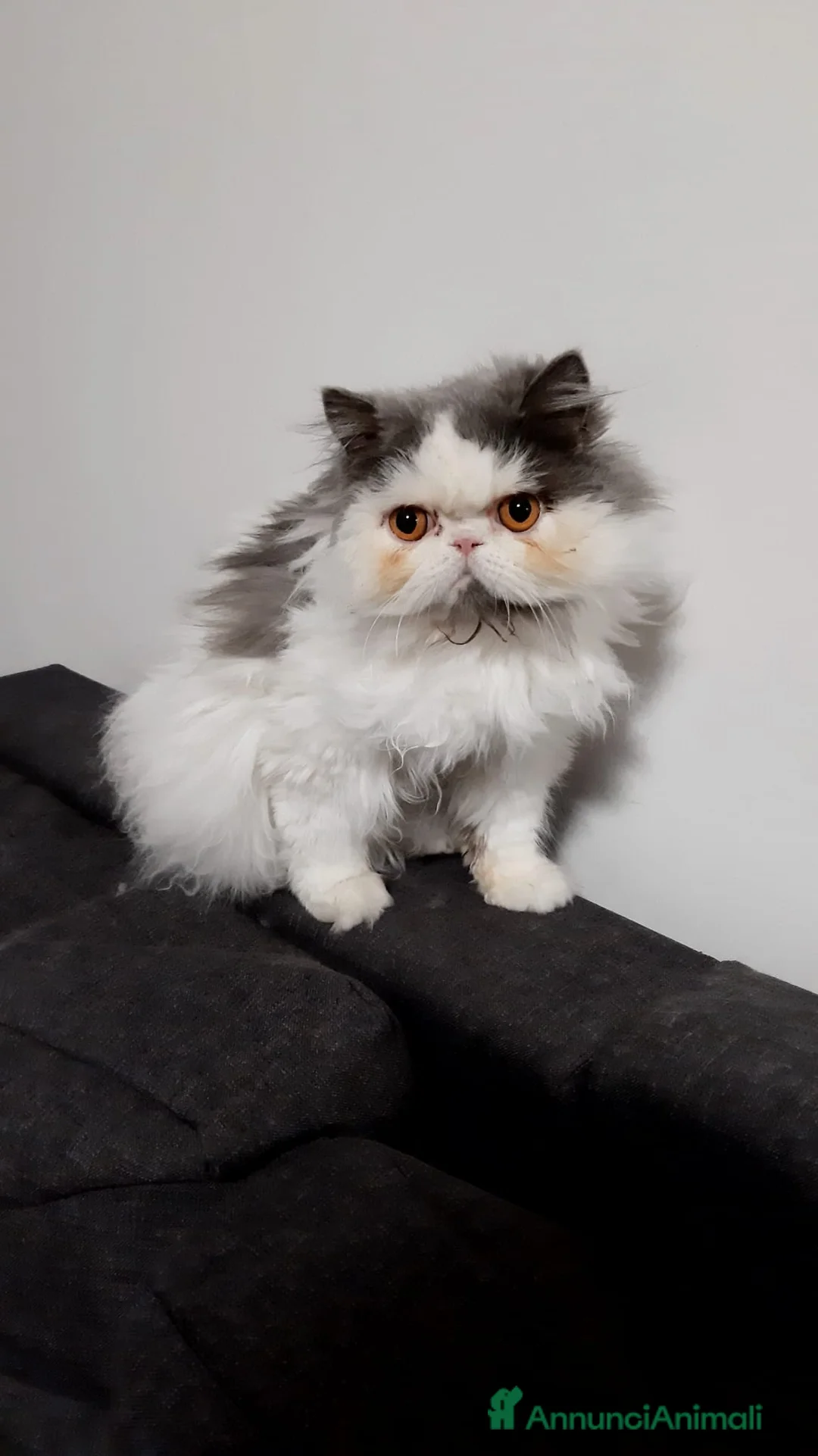 Persiano gatti per accoppiamento: cerco maschio di gatto persiano per accoppiamento - Annuncio 1