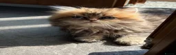 Persiano gatti in vendita: Dolcissimo cucciolo di persiano, golden - Annuncio 5