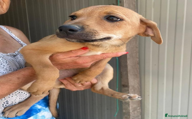 Meticcio cani a Provincia di Novara - Annuncio 4