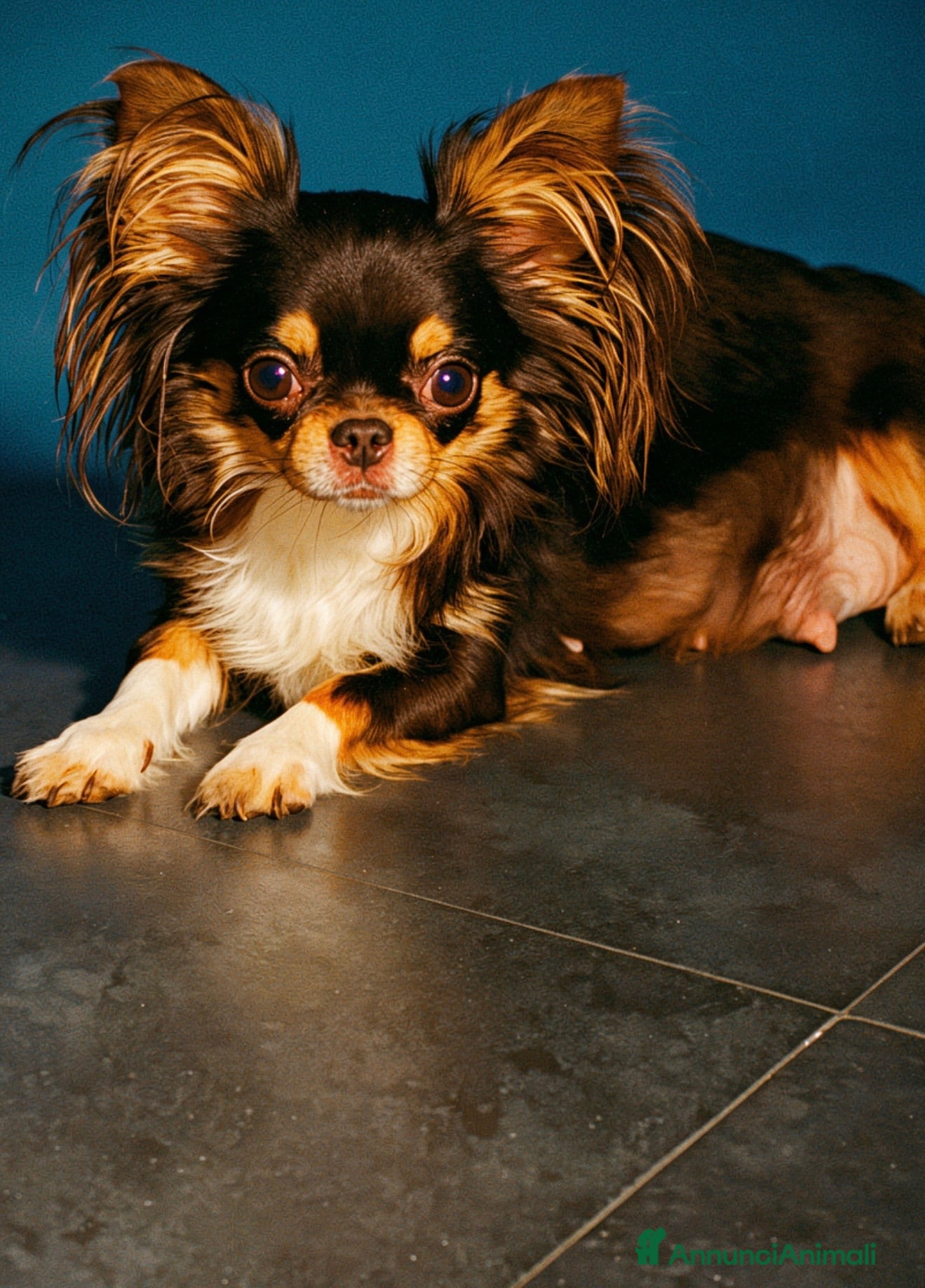Chihuahua cani Cucciolo di chihuahua - Annuncio 1