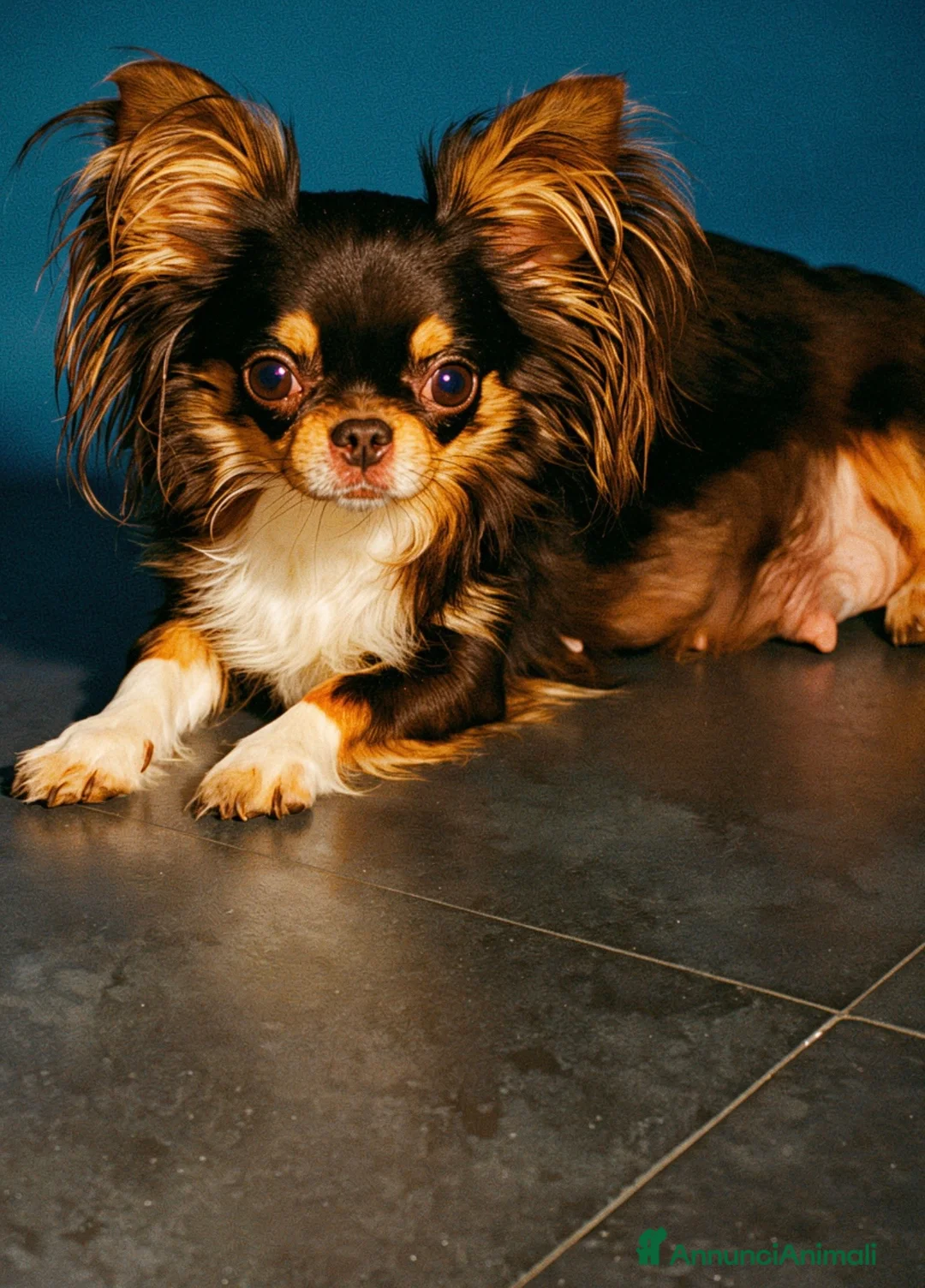 Chihuahua cani in vendita: Cucciolo di chihuahua - Annuncio 1