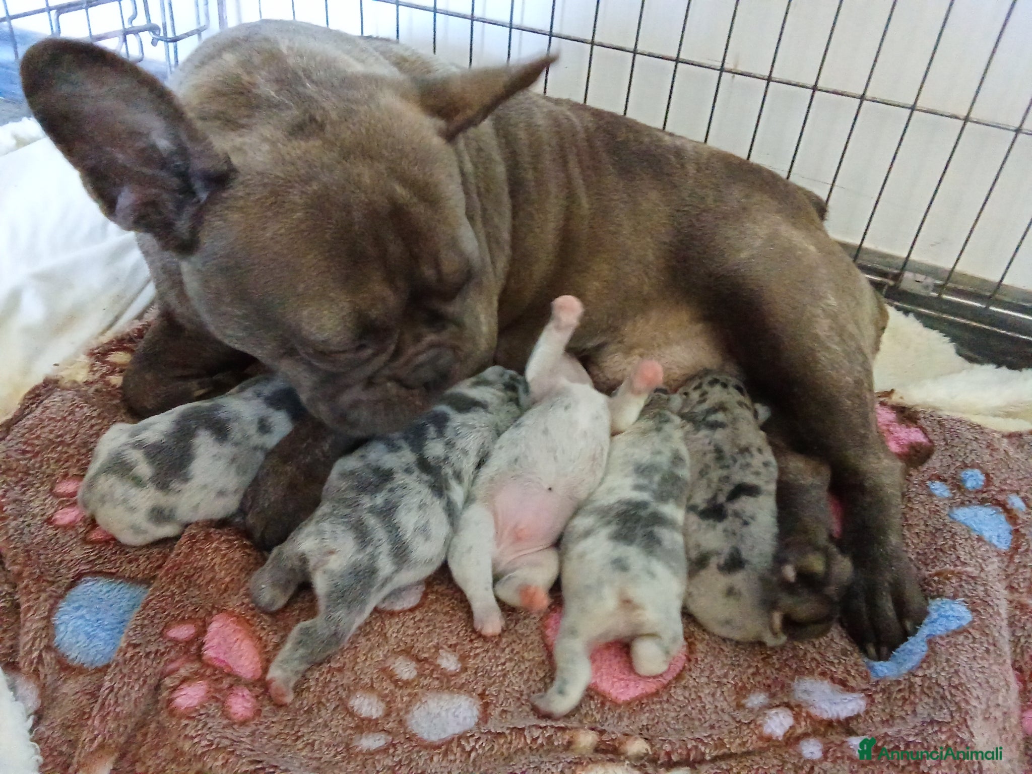 Bulldog Francese cani Cuccioli bulldog francese - Annuncio 1