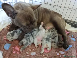 Bulldog Francese cani Cuccioli bulldog francese - Annuncio 1