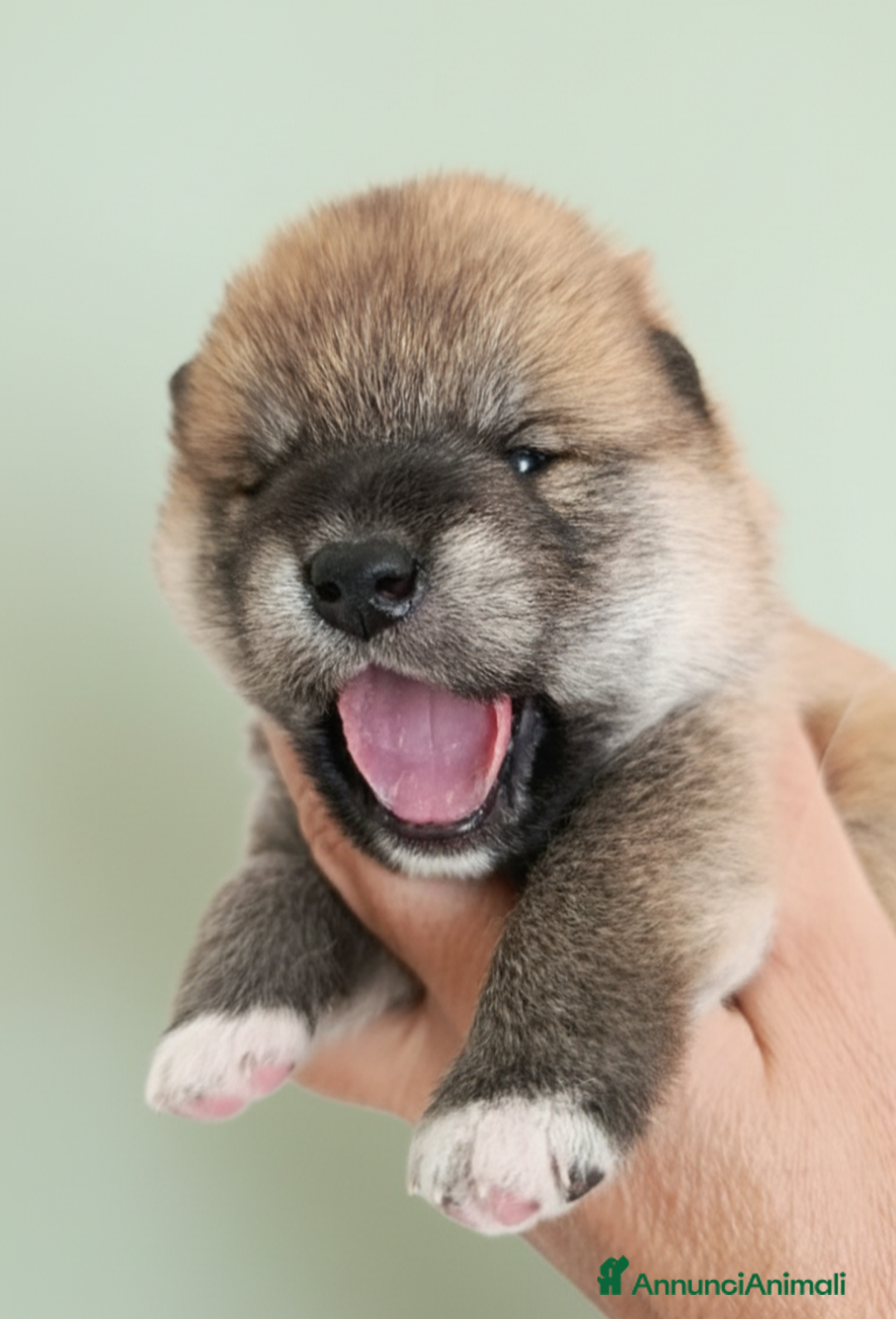 Shiba Inu cani in vendita: Cuccioli di Shiba Inu con genitori testati - Annuncio 5