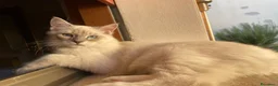 Ragdoll gatti in vendita: Gatto ragdoll - Annuncio 13