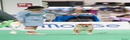 Shiba Inu cani in vendita: Shiba inu cuccioli  - Annuncio 8