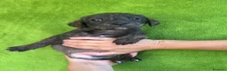 Meticcio cani in regalo: Cucciolo taglia medio piccola - Annuncio 2