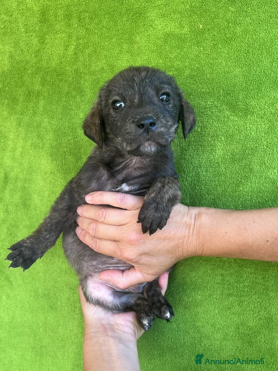 Meticcio cani in regalo: Cucciolo taglia medio piccola - Annuncio 2