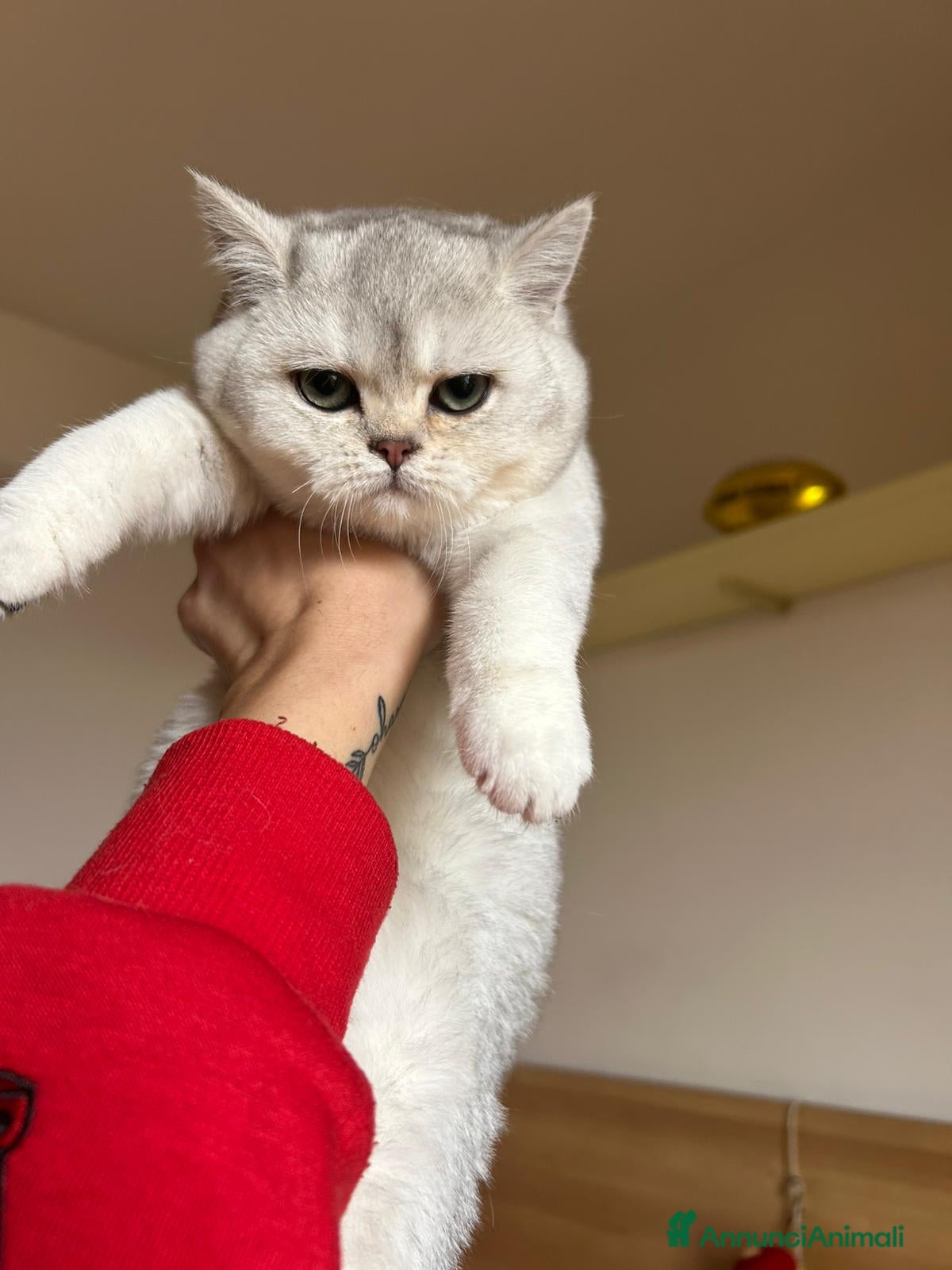 Scottish gatti CICCIOLA SCOTTISH STRAIGHT - Annuncio 3