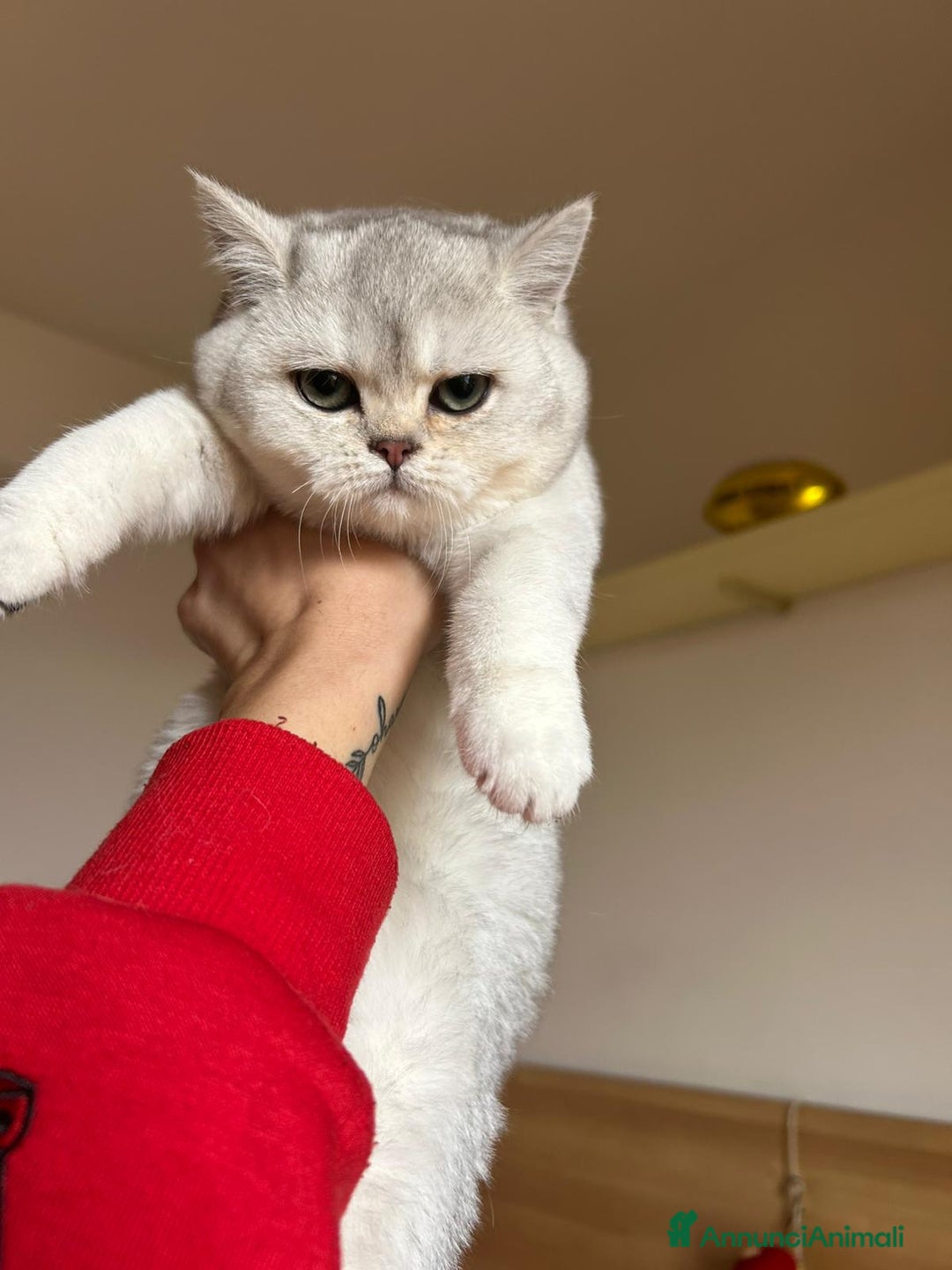 Scottish gatti in vendita: CICCIOLA SCOTTISH STRAIGHT - Annuncio 1