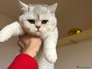 Scottish gatti CUCCIOLA SCOTTISH STRAIGHT - Annuncio 4