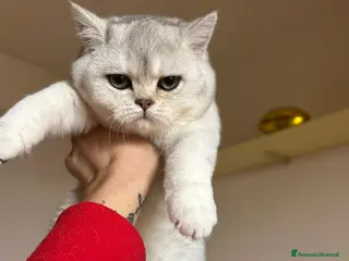 Scottish gatti CUCCIOLA SCOTTISH STRAIGHT - Annuncio 14