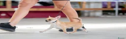 Chihuahua cani in vendita: Cuccioli chihuahua pedigree enci  - Annuncio 6