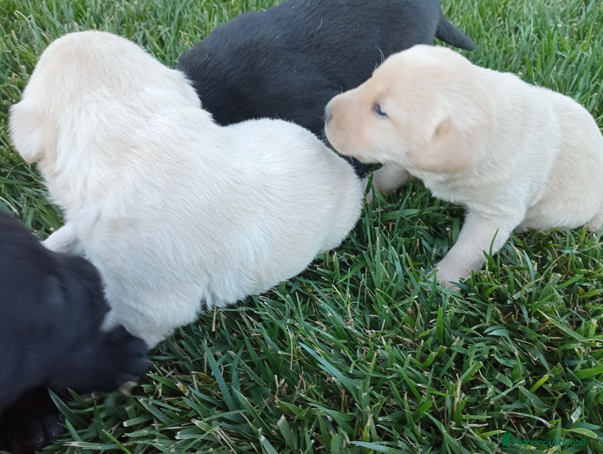 Labrador cani Cuccioli di Labrador  - Annuncio 1