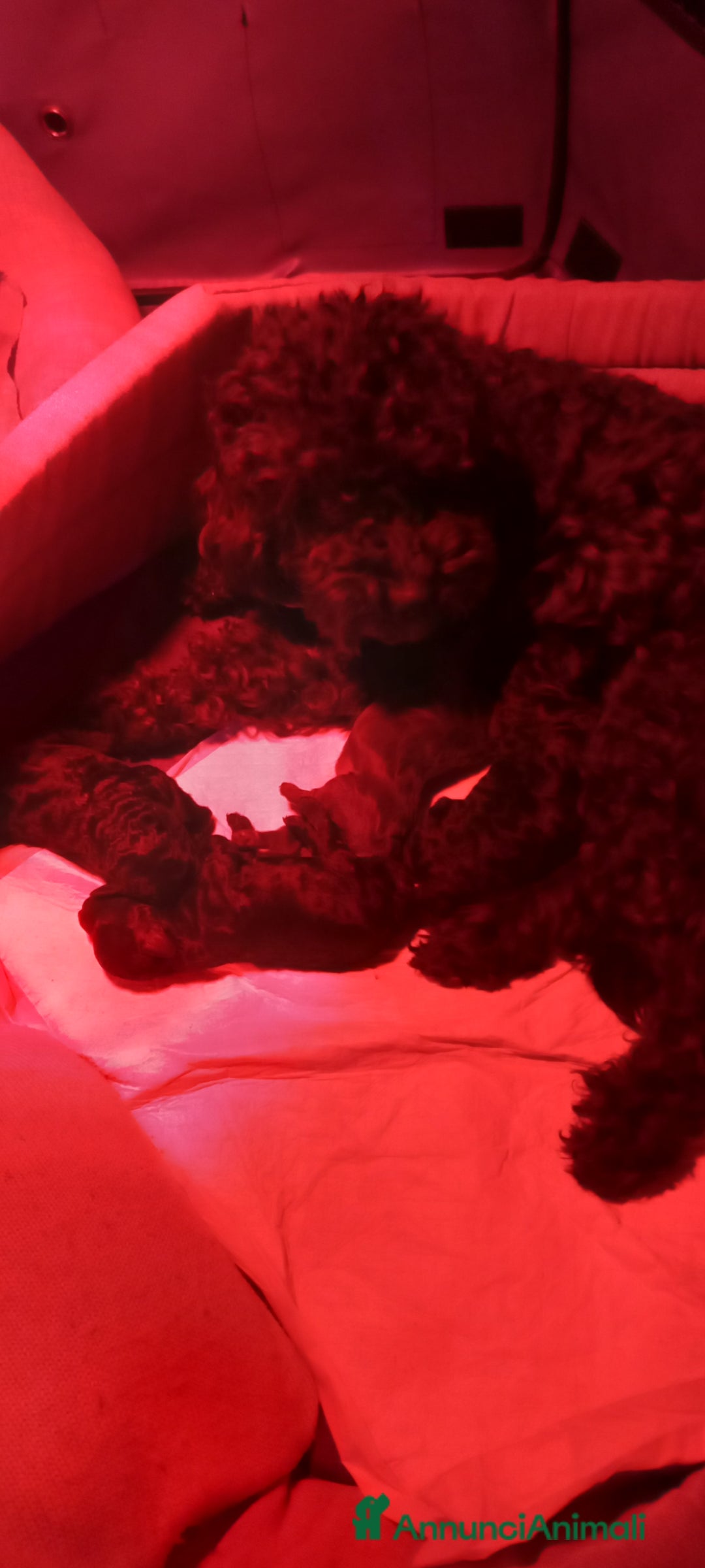 Barboncino cani in vendita: Barboncini nani - Annuncio 1