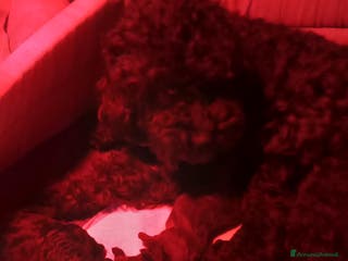 Barboncino cani Barboncini nani - Annuncio 5