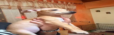 Pinscher Tedesco 2