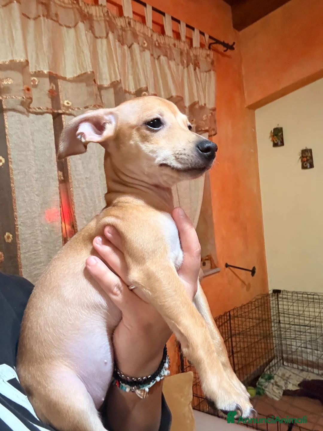 Pinscher Tedesco cani in vendita: Cuccioli di pincher a Città metropolitana di Messina - Annuncio 2